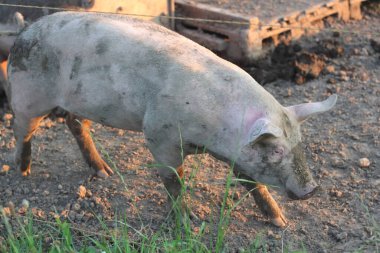 Çamurla kaplı tek bir domuz sihirli saatin sıcacık ışığında güneşleniyor. Sahne, domuzun doğal davranışını ve kırsal hayatın güzelliğini vurguluyor..