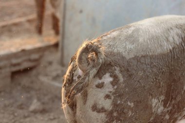 Domuzun kuyruğunun yakın çekimi sıcak ışıkla yıkanmış, dokusunu ve doğal kıvrımını sergiliyor. Görüntü, çiftlik hayatının karmaşık ayrıntılarını ve kırsal cazibesini vurguluyor..
