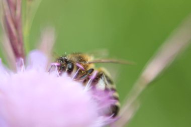 Karmaşık ayrıntıları ve canlı renkleri vurgulayan polenle kaplı bir arının rüya gibi makro görüntüsü. Görüntü doğanın özünü ve tozlaşmanın güzelliğini yakalar..