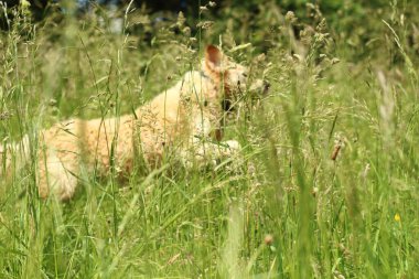 Neşeli bir Labrador, saf mutluluk ve enerjiyi somutlaştıran uzun otların arasından atlıyor. Sahne, bu sevilen türün neşeli ruhunu ve sınırsız coşkusunu yakalıyor..