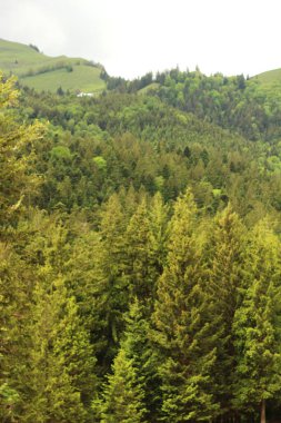 Bavyera 'da yemyeşil, yemyeşil bir orman, yoğun yeşillikler ve yeşilliklerle dolu. Sakin atmosfer ve doğal güzellik bu büyüleyici ormanın özünü yansıtıyor..