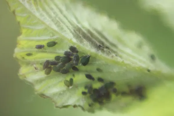 stock image A detailed macro shot of aphids clustered under a leaf, showcasing their tiny bodies and intricate features. The image captures the delicate balance of the insect world in its natural habitat.