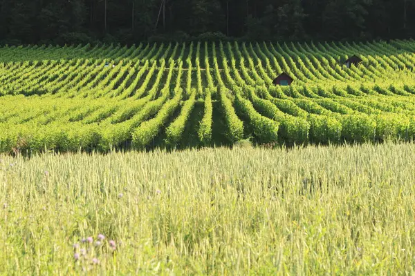 stock image A picturesque field of grapevines stretches across the rolling hills near Zurich, showcasing the beauty and productivity of the Swiss countryside.