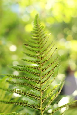 Aşağıdan çekilen karmaşık bir yaprağın ayrıntılı bir görüntüsü, geniş bir açıklık arka planda çarpıcı bir bokeh etkisi yaratıyor. Görüntü, yaprağın hassas desenlerini ve dokularını vurgular.