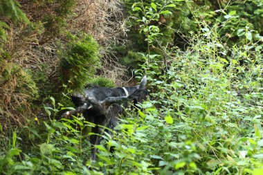 Siyah ve beyaz bir köpek, doğal bir ortamda kendini rahatlatmaya çalışırken yakalanır. Görüntü, neşeli ve kaygısız bir köpeğin hayatındaki sıradan bir anı candan tasvir ediyor..