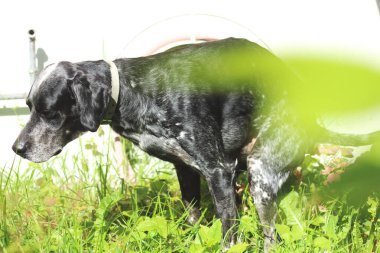 Siyah ve beyaz bir köpek, kakasını yaparken yakalanan bir bahçede yakalanıyor. Görüntü, bir köpeğin yemyeşil bir ortamda doğal ve günlük yaşamını gösteriyor..