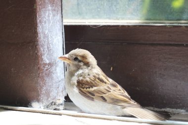 sparrow that has flown indoors is perched inside a house, creating a moment of curiosity and surprise. The image captures the small bird in an unfamiliar environment. clipart