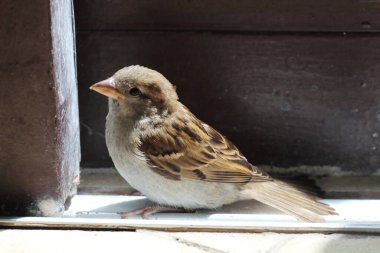 Bir evin içine tünemiş serçe bir merak ve şaşkınlık anı yaratıyor. Görüntü, küçük kuşu yabancı bir ortamda yakalıyor..