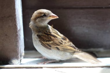 Bir evin içine tünemiş serçe bir merak ve şaşkınlık anı yaratıyor. Görüntü, küçük kuşu yabancı bir ortamda yakalıyor..