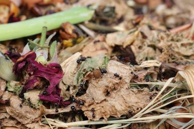 Bir bahçe ortamındaki besin zengini gübre yığınının üzerinde sürünen yoğun bir grup karınca çürüme ve organik yaşam döngülerinin doğal sürecini gözler önüne seriyor..
