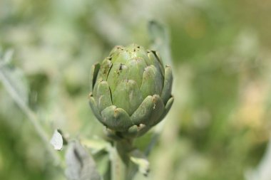 Renkli bir bahçede eşsiz çiçeklerini sergileyen büyüleyici bir enginar sergisi. Bahçıvanlık, botanik ve aşçılık otlarıyla ilgili konular için mükemmel..