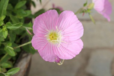 A vibrant Oenothera Speciosa flower with fine specks of pollen, highlighting the beauty of nature and pollination. Perfect for garden, floral, and nature-themed concepts. clipart