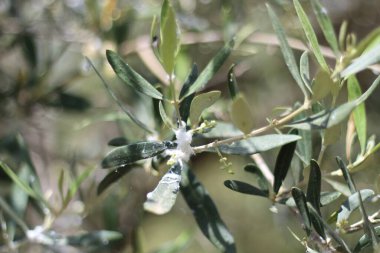 Zeytin yaprağı üzerinde toplanmış yünlü yaprak bitlerinin yakın plan görüntüsü, böceklerle bitkiler arasındaki etkileşimi gösteriyor. Tarım, haşerat ve bahçıvanlıkla ilgili konular için mükemmel..