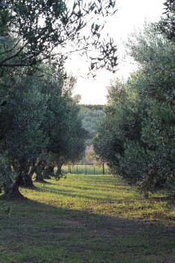 Yunanistan 'da resim gibi bir zeytin ağacı fidanı, düzgünce düzenlenmiş zeytin ağaçlarını göz kamaştırıcı manzaralar zemininde sergiliyor..
