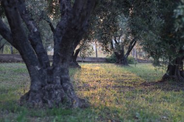 Yunanistan 'da resim gibi bir zeytin ağacı fidanı, düzgünce düzenlenmiş zeytin ağaçlarını göz kamaştırıcı manzaralar zemininde sergiliyor..