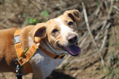 Küçük, tombul bir köpek, yürüyüşleri sırasında gözleri mutluluk ve heyecanla parıldayan insanına sevgiyle bakar.