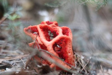 Bu çarpıcı yakın çekim, Clathrus yakutunun benzersiz ve büyüleyici yapısını gözler önüne seriyor, aynı zamanda kırmızı kafes mantarı olarak da bilinir.