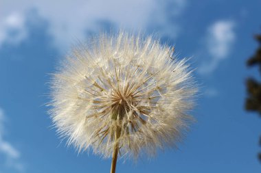 A dandelion seed head stands gracefully against a clear blue sky, framed by soft, drifting white clouds clipart