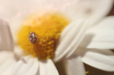 A soft-focus macro shot captures a beetle perched delicately on a dandelion, bathed in warm, dreamy light. clipart