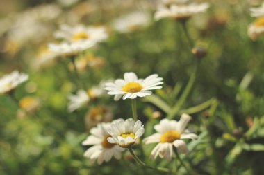 Havada süzülen karahindiba tohumlarının yumuşak, ruhani bir görüntüsü doğanın narin güzelliğini yakalıyor. Rüya gibi, bulanık arka plan aydınlığı vurguluyor.