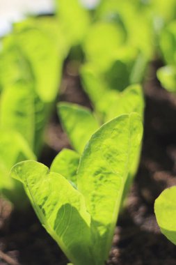 Zengin topraklarda yetişen taze taze salata filizlerinin yakın plan çekimi sağlıklı ve organik besinleri sembolize ediyor.