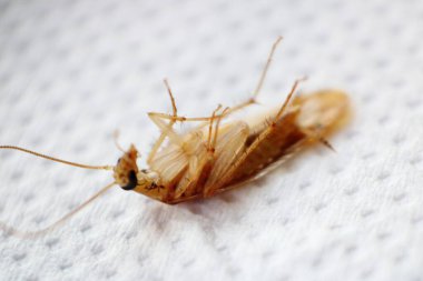 A detailed macro shot of a brown cockroach, showcasing its textured body, antennae, and legs clipart