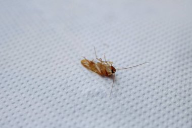 Kahverengi bir hamamböceğinin detaylı makro görüntüsü desenli vücudunu, antenini ve bacaklarını gösteriyor.