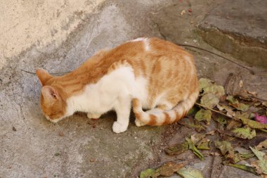 Sokak ortasında gezen ya da gezen bir kedinin kentsel ortamına uyum sağladığı gizli bir fotoğraf. Bu görüntü sokak kedilerinin bağımsız ve meraklı doğasını yakalar.