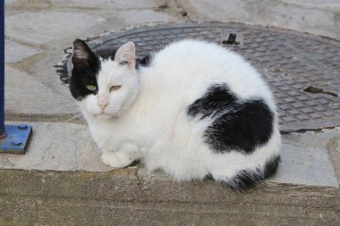 Sokak ortasında gezen ya da gezen bir kedinin kentsel ortamına uyum sağladığı gizli bir fotoğraf. Bu görüntü sokak kedilerinin bağımsız ve meraklı doğasını yakalar.