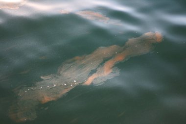 A close-up shot of floating particles creating a textured pattern on a calm green water surface clipart