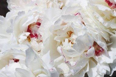 Beyaz çiçeklerden oluşan yoğun bir duvarın çarpıcı bir yakın çekimi, narin taç yapraklarını ve karmaşık ayrıntılarını gözler önüne seriyor.