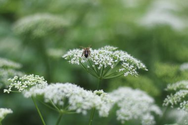 Narin beyaz çiçeklerin üzerine tünemiş, sakin bir bahçede tozlaşmakla meşgul bir arı görüntüsü.