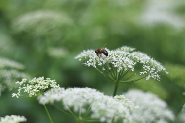 Narin beyaz çiçeklerin üzerine tünemiş, sakin bir bahçede tozlaşmakla meşgul bir arı görüntüsü.