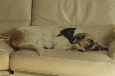 Bir köpeğin huzur içinde uyuduğu dokunaklı bir an. Yüzündeki ifade, yorgunluk ve melankolik belirtilerini yansıtıyor.