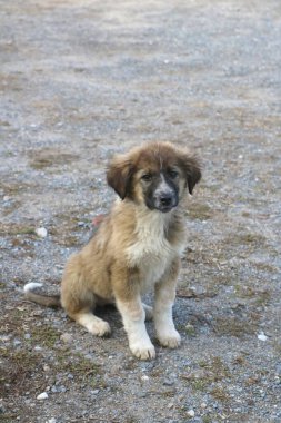 Pasaklı ve sevimli bir köpeğin yürek ısıtan bir portresi.