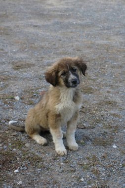 Pasaklı ve sevimli bir köpeğin yürek ısıtan bir portresi.