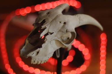 Yıpranmış bir kafatası, neon pembe ve mavi ruhani bir ışıltıyla yıkanmış bir banjonun üzerinde duruyor. Işık küreleri çerçeve etrafında dans ediyor, çürümeyi fütüristik bir rüya ile harmanlıyor.