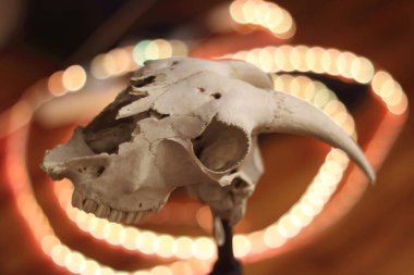 Yıpranmış bir kafatası, neon pembe ve mavi ruhani bir ışıltıyla yıkanmış bir banjonun üzerinde duruyor. Işık küreleri çerçeve etrafında dans ediyor, çürümeyi fütüristik bir rüya ile harmanlıyor.