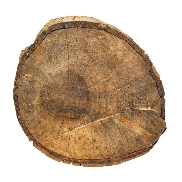 Cross section of tree trunk sliced and isolated on white background