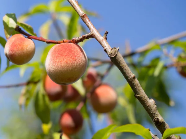 Fresh red peaches on branch of peach tree against blue sky, shallow depth of field