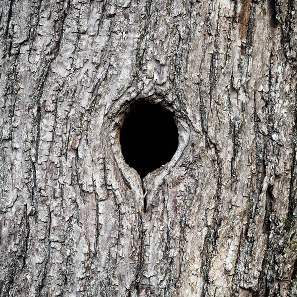 Black hole in tree trunk as entry to bird nest