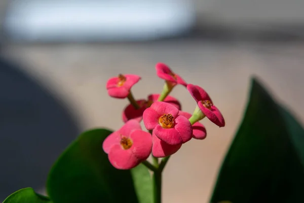 Euphorbia milii, the crown of thorns, Christ plant, or Christ thorn, is a species of flowering plant in the spurge family Euphorbiaceae, native to Madagascar.