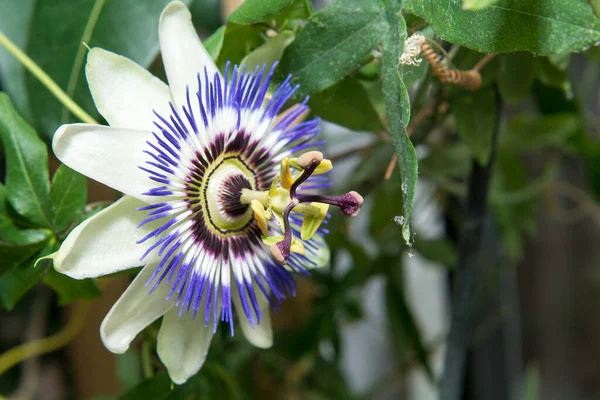 Passion flower. High quality photoA passion flower showing the petals and stamens