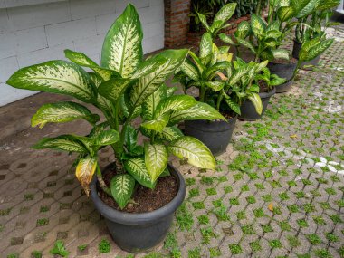 Five potted Dumb Cane green plants placed outdoor on cobblestones of a carport in front of a small restaurant.