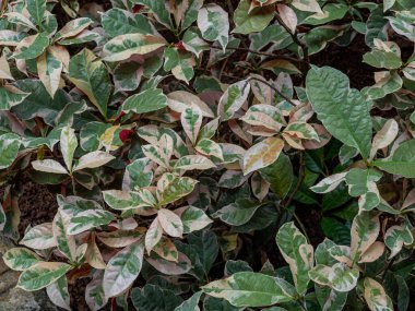 A cluster of Breynia Disticha leaves at a public park.