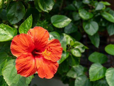 A magnificent red hibiscus flower with five large petals and a straight pistil, isolated among green leaves surrounding.