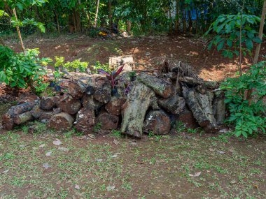 A pile of old tree logs placed on a plain soil and among the shades of surrounding trees.