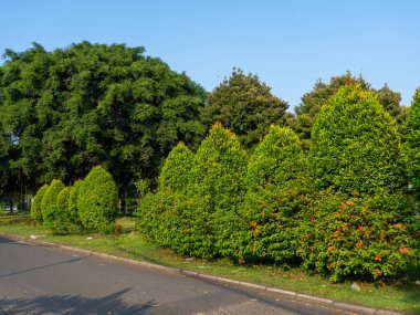 Various dense trees on a green public park during a sunny morning with a clear blue sky.