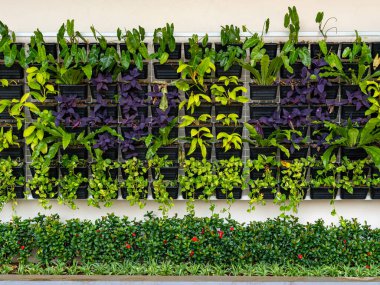 A close up view of early growing plants collection kept within pots for careful care taking.