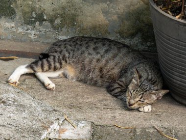 A deeply sleeping grey cat on a grey concrete next to a flower pot.